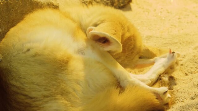 Close up of a desert Fennec fox head resting in the sand beside rocks on a cloudy day