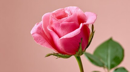 Single pink rose is the main focus of the image. The rose is standing tall and is the only flower in the picture. The pink color of the rose gives a sense of love and romance