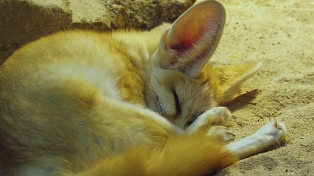 Close up of a desert Fennec fox head resting in the sand beside rocks on a cloudy day