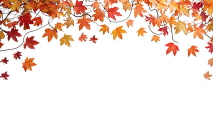 Fototapeta premium beautiful autumn leaves on a transparent background