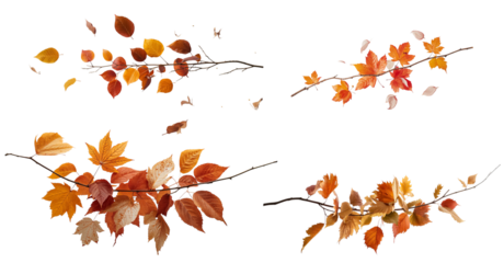 beautiful autumn leaves on a transparent background