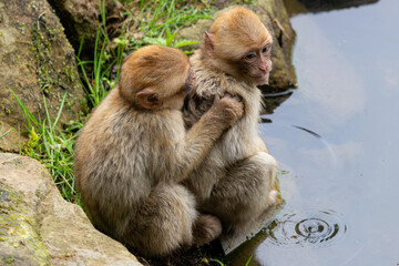 Obraz premium Zwei Berberaffen am Wasser