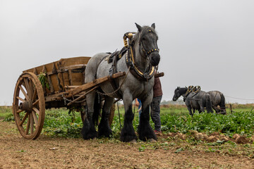 Fototapeta premium Arbeitspferde bei der Zuckerrüben Ernte