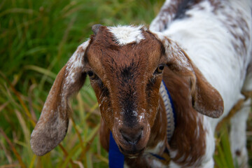 Portrait of a goat on a pasture. Against a background of green grass.