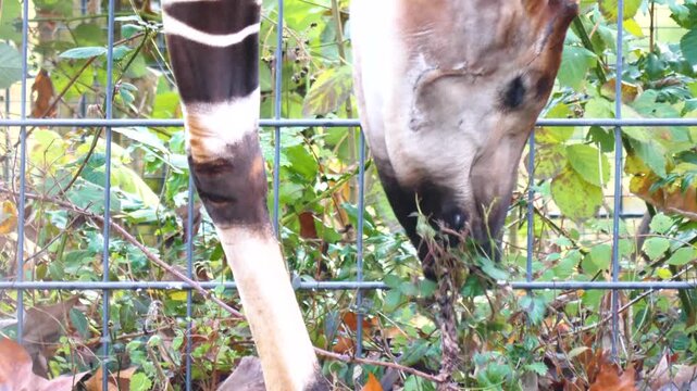 Close up view of an hungry okapi head picking weeds from the ground along a fence on a cloudy autumn day