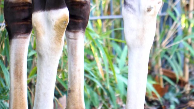 Close up view of an hungry okapi head picking weeds from the ground along a fence on a cloudy autumn day