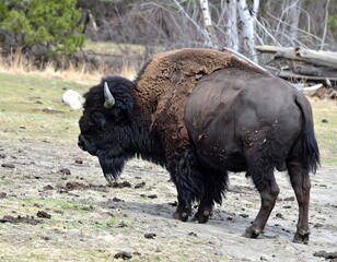 American Bison Grazing in Yellowstone National Park.