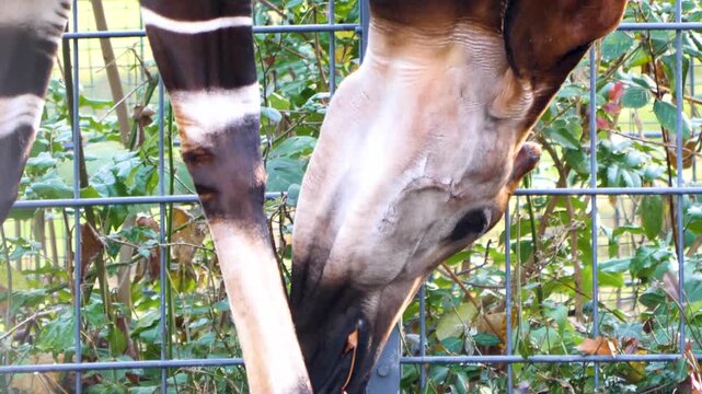 Close up view of an hungry okapi head picking weeds from the ground along a fence on a cloudy autumn day