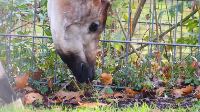 Close up view of an hungry okapi head picking weeds from the ground along a fence on a cloudy autumn day