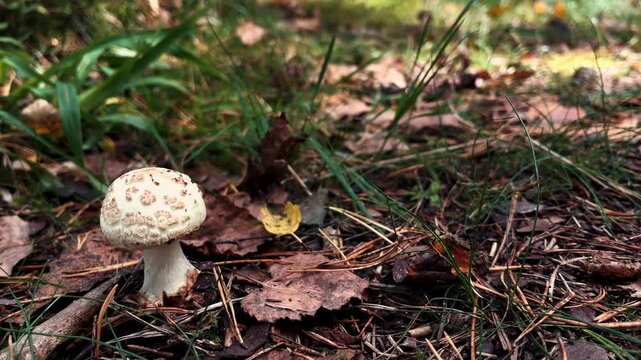 Pale toadstool - the fly agaric. Amanita phalloides.