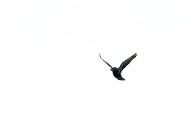 Raven with chestnut in his beak up in the sky on a cloudy autumn day. Photo taken October 17th, 2025, Zurich Oberglatt, Switzerland.