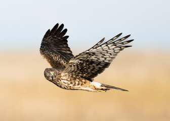 The northern harrier (Circus hudsonius), also known as the marsh hawk or ring-tailed hawk, is a bird of prey