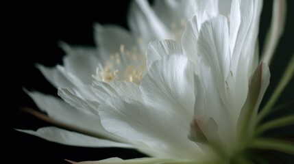 Fototapeta premium Close-up of a white flower with a dark background.