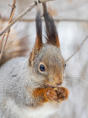 The squirrel with nut sits on tree in the winter or late autumn