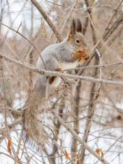 Fototapeta premium The squirrel with nut sits on tree in the winter or late autumn