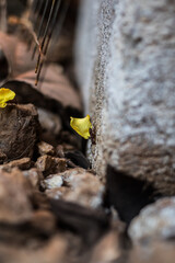 Detail of Flying Insect on Green Leaf