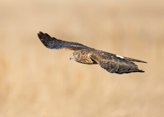 The northern harrier, also known as the marsh hawk or ring-tailed hawk, is a bird of prey. It breeds throughout the northern parts of the Northern Hemisphere in Canada and the northernmost US
