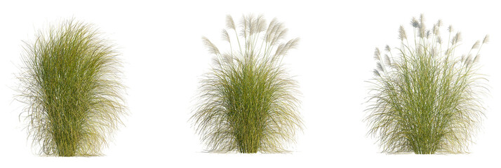 Miscanthus sinensis gracillimus tree, front view, cutout, transparent background, isolate,...