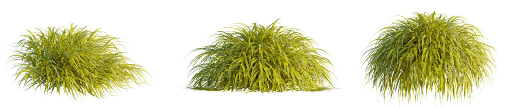Hakonechloa macra alboaurea tree, front view, cutout, transparent background, isolate, Ornamental grass tufts for landscape design and garden decoration elements