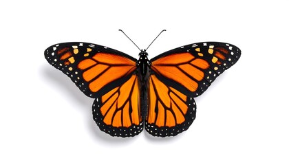 Fototapeta premium A stunning monarch insect with vibrant orange and black wings, perfectly symmetrical, displayed on a plain white backdrop