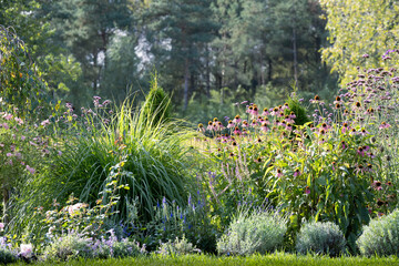 A blooming summer country flowerbed. Coneflowers, sages, catnip, verbena, lavender, and perovskia.