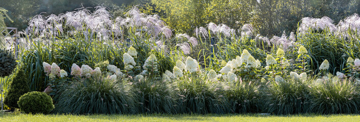 Flowering ornamental grasses, Miscanthus Memory, in a cottage garden. Background, banner