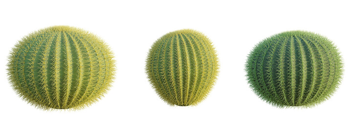 Echinocactus grusonii tree, front view, cutout, transparent background, isolate, Three barrel cactus plants showing different growth stages isolated © DH Tree Stock