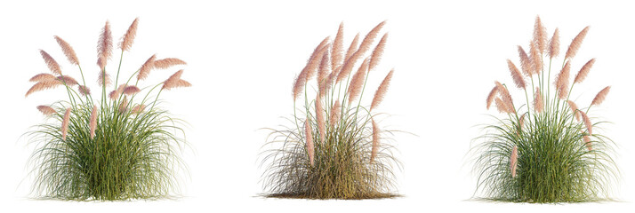 Cortaderia Selloanarosea Tree Front View