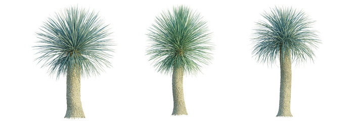 Yucca rostrata tree, front view, cutout, transparent background, isolate, Three distinct Yucca...