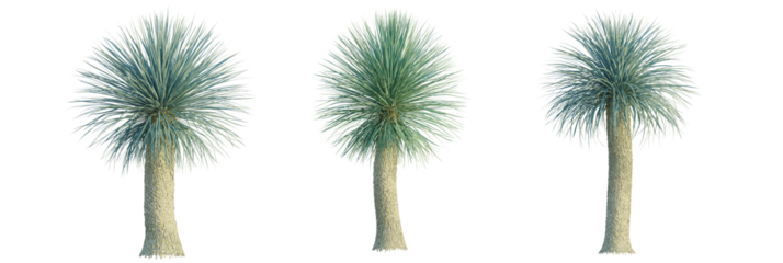 Yucca rostrata tree, front view, cutout, transparent background, isolate, Three distinct Yucca trees with textured trunks and spiky blue-green foliage