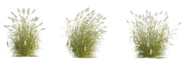 Miscanthus sacchariflorus tree, front view, cutout, transparent background, isolate, Ornamental grass plumes create a natural landscaping accent element