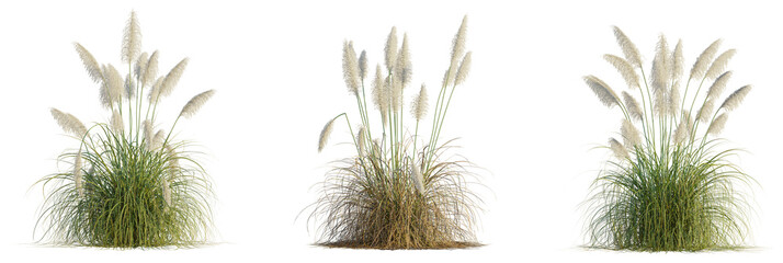 Cortaderia Selloana Sunningdale Silver Tree