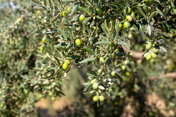 Green olives in olive tree before harvest.