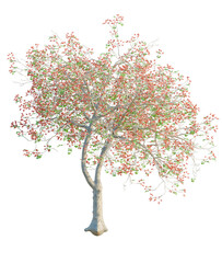 Obraz premium Erythrina variegata tree, front view, cutout, transparent background, isolate, Beautiful tree blossoms with vibrant red buds in springtime scenery