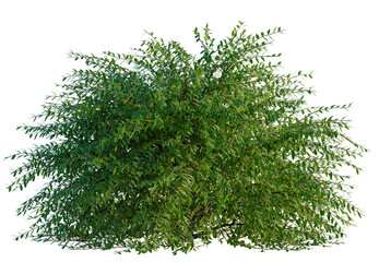 Lonicera nitida Lemon Beauty tree, front view, cutout, transparent background, isolate, Lush green bush foliage for landscapes and garden design elements © DH Tree Stock