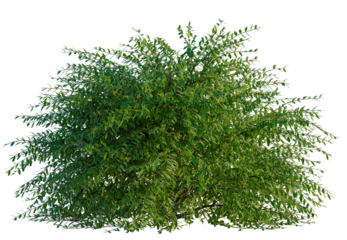Lonicera nitida Lemon Beauty tree, front view, cutout, transparent background, isolate, Lush green bush foliage for landscapes and garden design elements