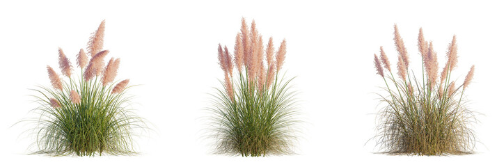 Cortaderia selloana_rosea tree, front view, cutout, transparent background, isolate, Ornamental pampas grass plumes add a touch of elegance to your design