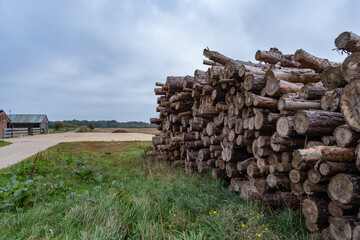 Pile of wooden logs beside on the side of an arable field in the countryside