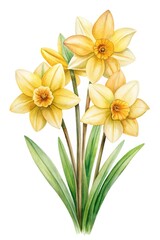 Fototapeta premium Elegant Watercolor Illustration of Yellow Daffodils with Green Leaves on White Background