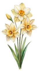 Fototapeta premium Elegant Watercolor Illustration of Daffodils with Bud and Green Leaves on White