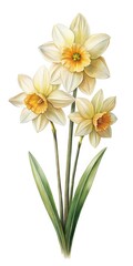 Obraz premium Elegant Watercolor Painting of Three Daffodils on a White Background Art Print