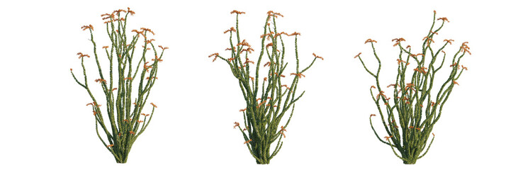 Fouquieria splendens tree, front view, cutout, transparent background, isolate, Ocotillo cacti plants add stunning desert landscaping to your designs © DH Tree Stock