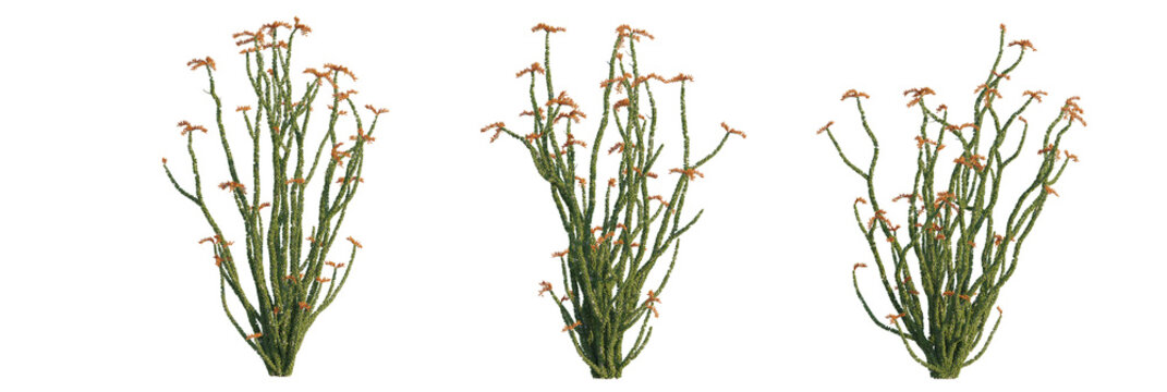 Fouquieria splendens tree, front view, cutout, transparent background, isolate, Ocotillo cacti plants add stunning desert landscaping to your designs