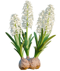 Hyacinthus orientalis tree, front view, cutout, transparent background, isolate, Elegant white hyacinth blooms herald spring's arrival beautifully