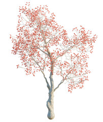 Fototapeta premium Erythrina variegata tree, front view, cutout, transparent background, isolate, Delicate pink blossoms on bare branches create a stunning spring effect
