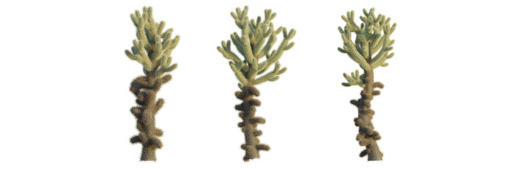 Cylindropuntia bigelovii tree, front view, cutout, transparent background, isolate, Unique cholla cactus plants cluster against a transparent backdrop © DH Tree Stock