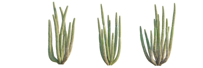 Stenocereus thurberi tree, front view, cutout, transparent background, isolate, Three tall green...