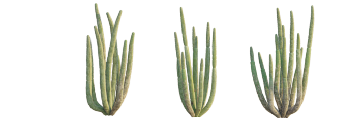 Stenocereus thurberi tree, front view, cutout, transparent background, isolate, Three tall green organ pipe cacti stand together, ideal for desert scenes