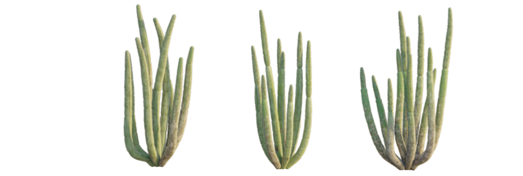 Stenocereus thurberi tree, front view, cutout, transparent background, isolate, Three tall green organ pipe cacti stand together, ideal for desert scenes