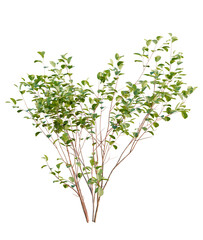 Fototapeta premium Frangula alnus tree, front view, cutout, transparent background, isolate, Green bush with leaves isolated, perfect for garden designs and landscaping